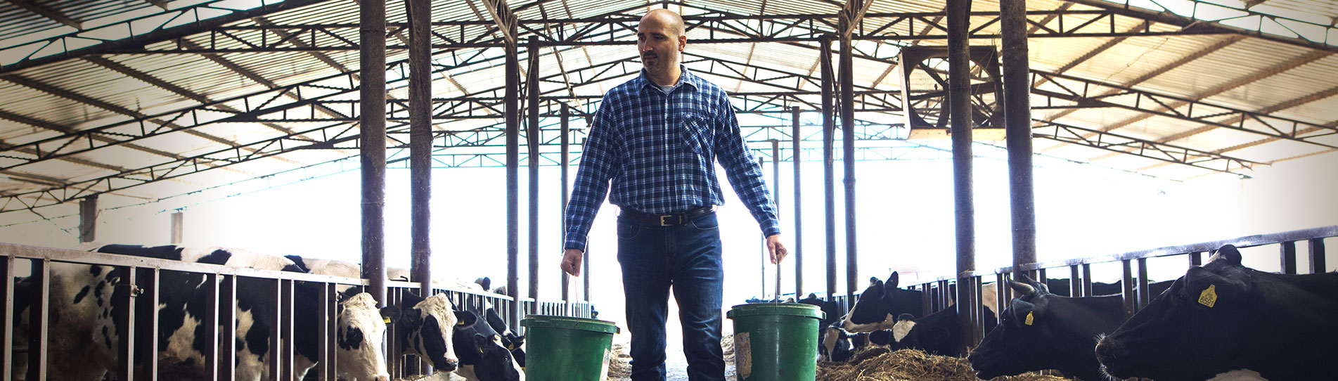 A man walking on farm amongst cattle