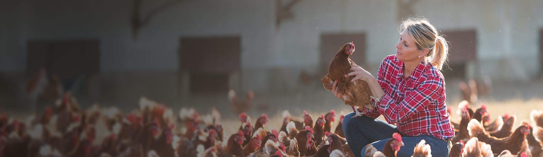 A woman on a farm holding a chicken